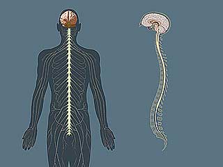 what causes fibromyalgia - CNS disorder