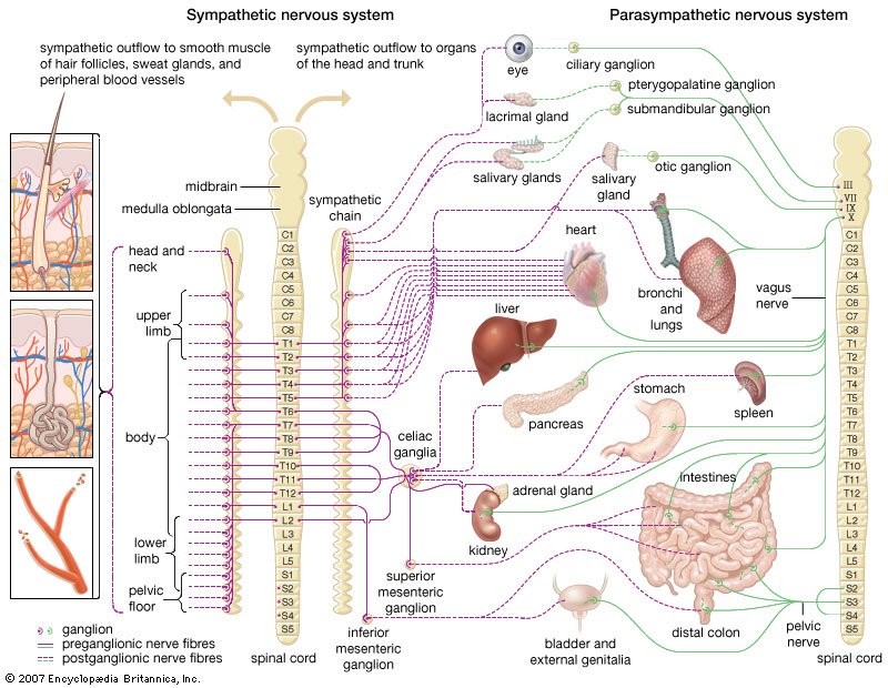 what causes fibromyalgia - ANS disorder